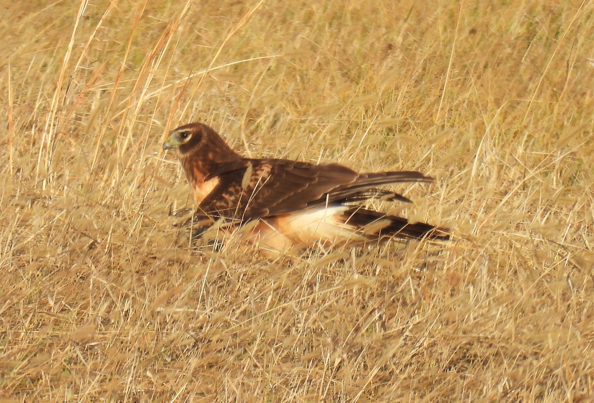 Northern Harrier - ML647596701