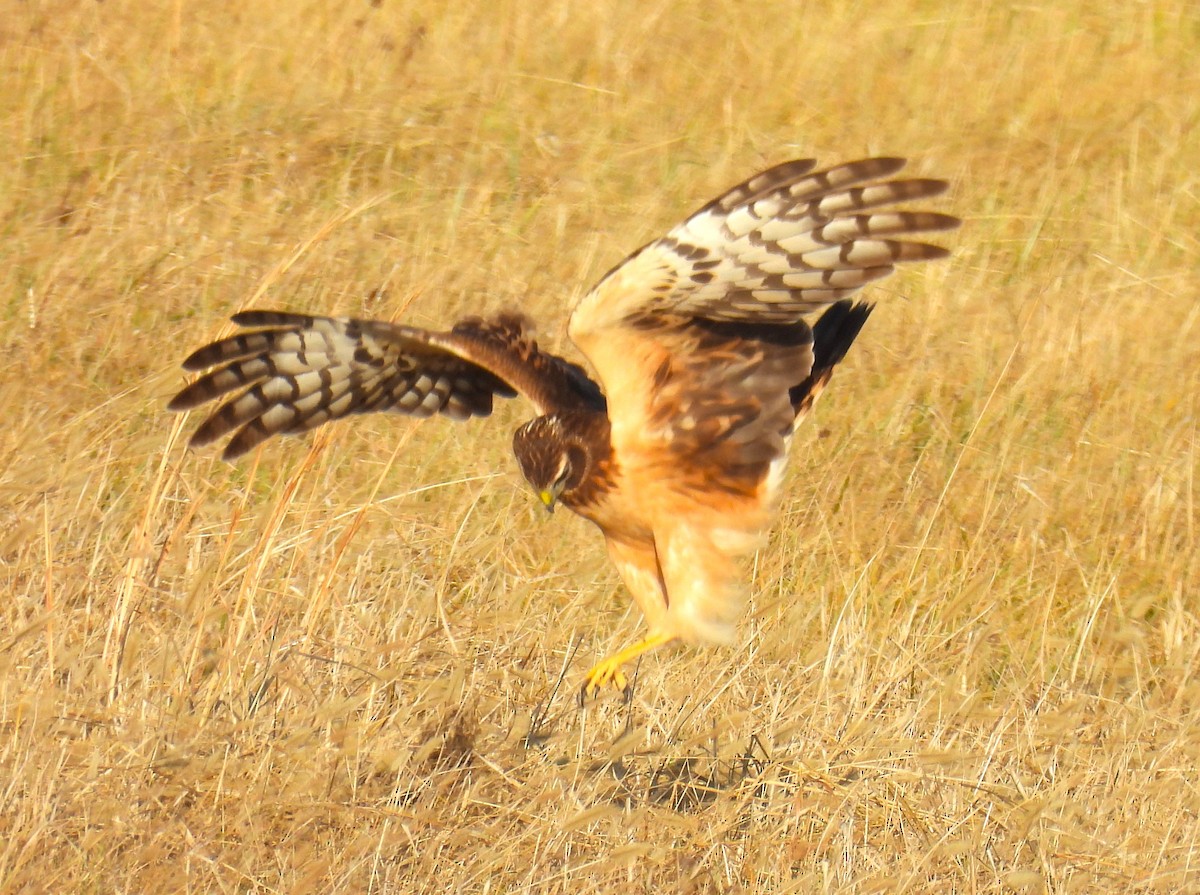 Northern Harrier - ML647596702
