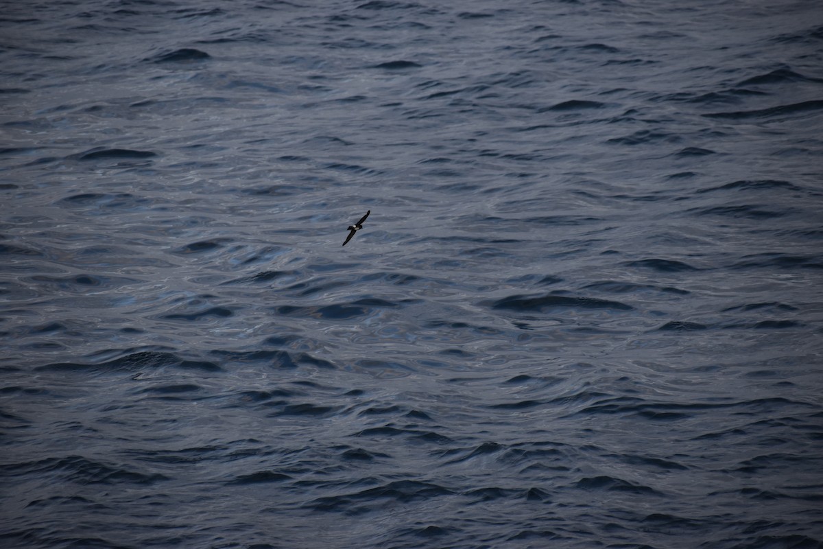 Elliot's Storm-Petrel - ML647596704