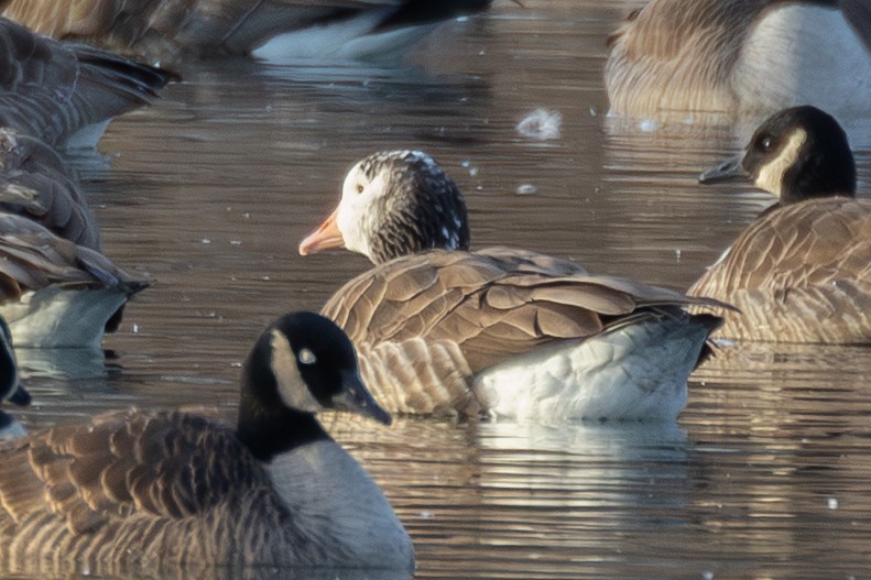 goose sp. - ML647596705