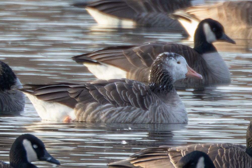 goose sp. - ML647596706