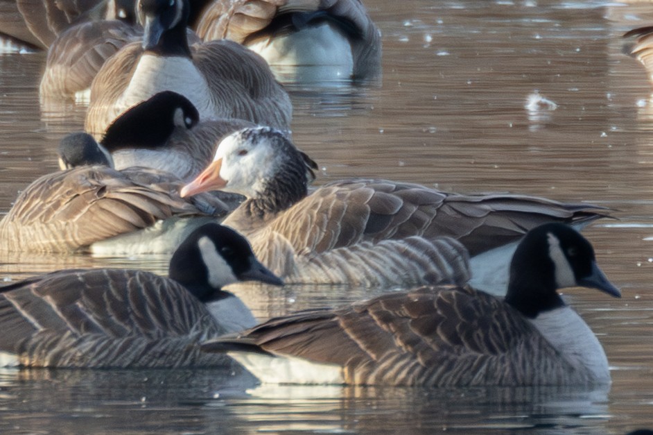 goose sp. - ML647596707