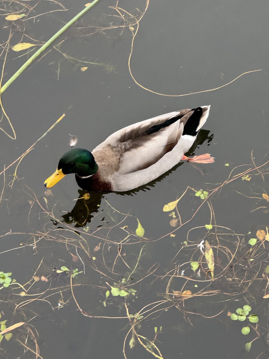 Mallard - ML647596710