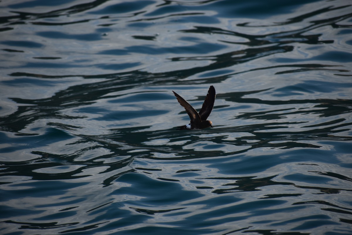 Elliot's Storm-Petrel - ML647596711
