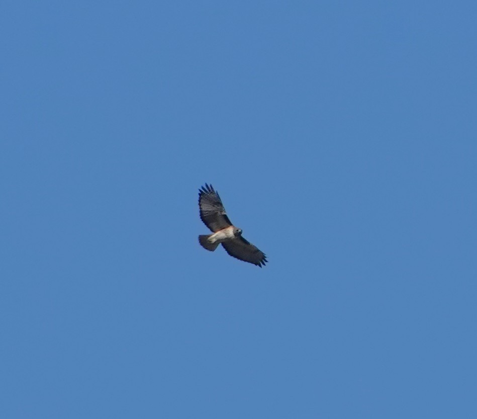 Red-tailed Hawk - ML647596712