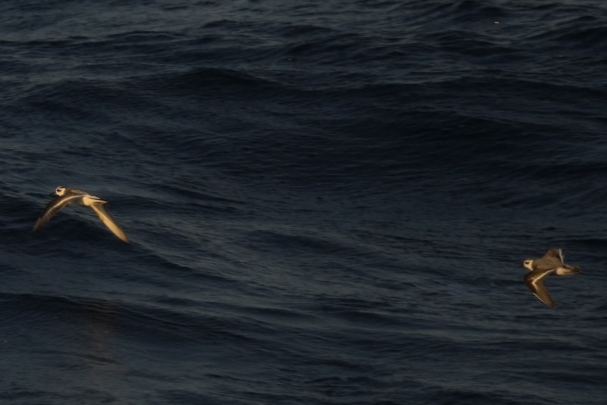 Red Phalarope - ML647596714