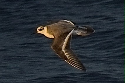 Red Phalarope - ML647596715