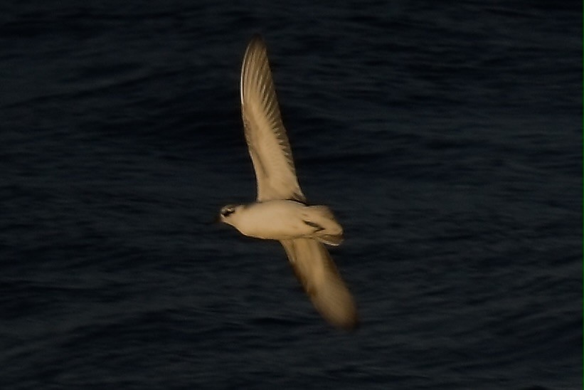 Red Phalarope - ML647596716