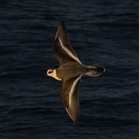 Red Phalarope - ML647596717