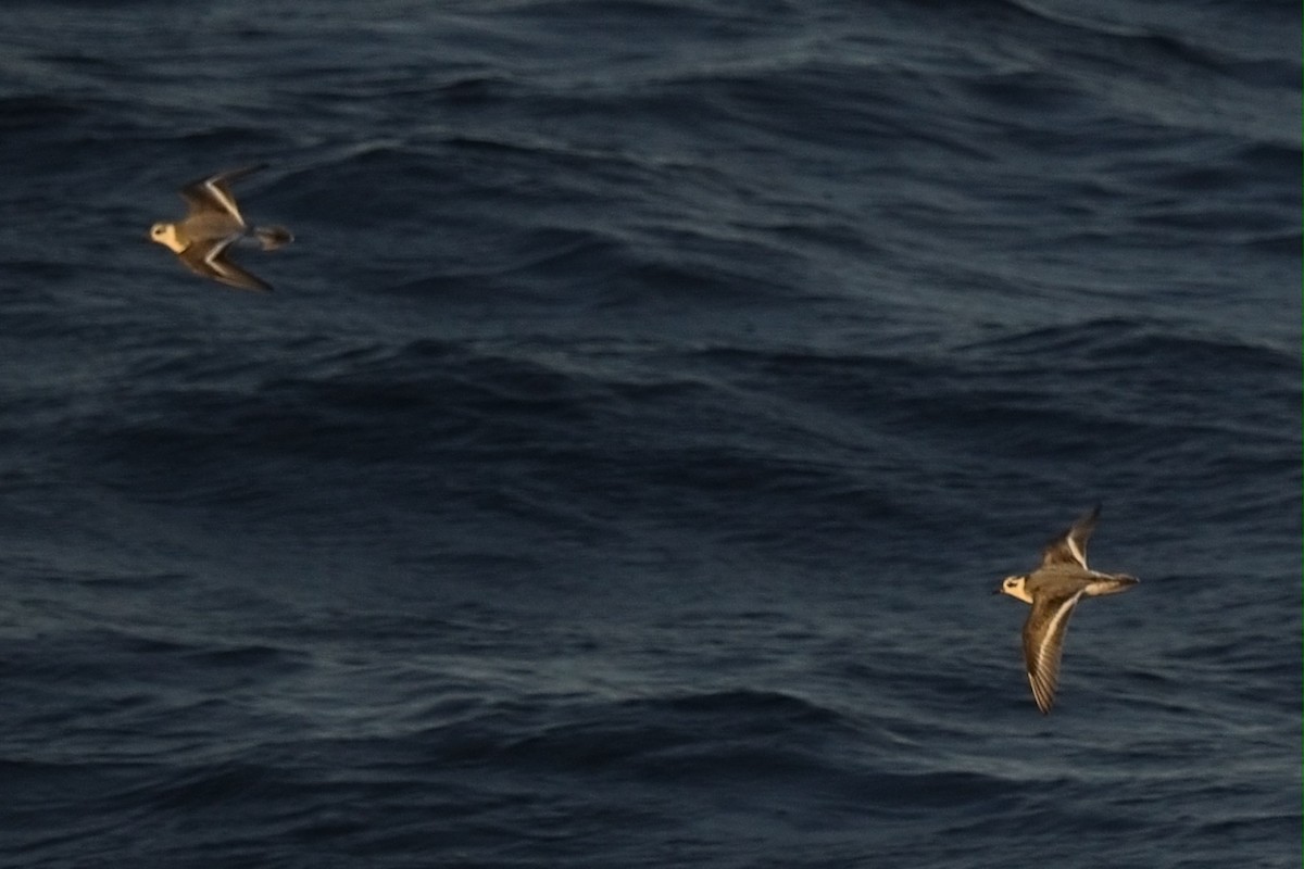 Red Phalarope - ML647596718