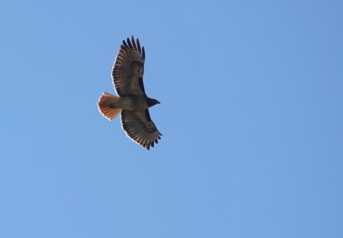 Red-tailed Hawk - ML647596720