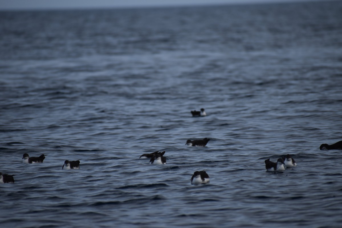 Galapagos Shearwater - ML647596721