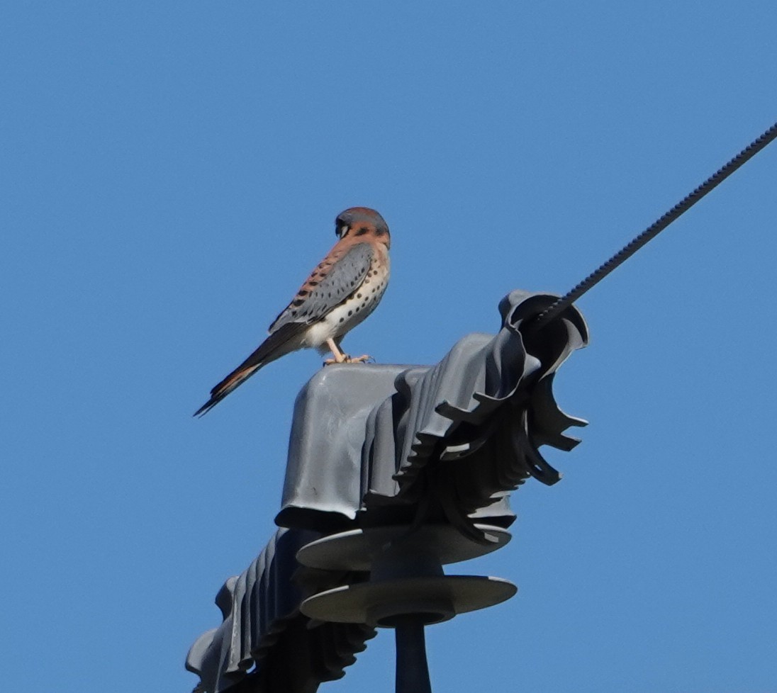 American Kestrel - ML647596722
