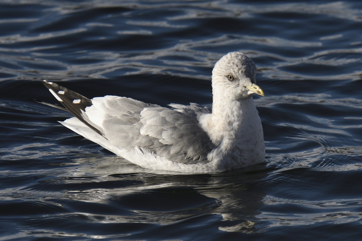 Short-billed Gull - ML647596724