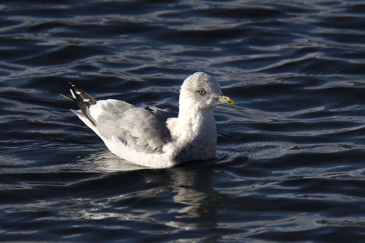 Short-billed Gull - ML647596726