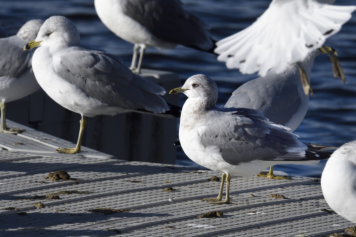 Short-billed Gull - ML647596728