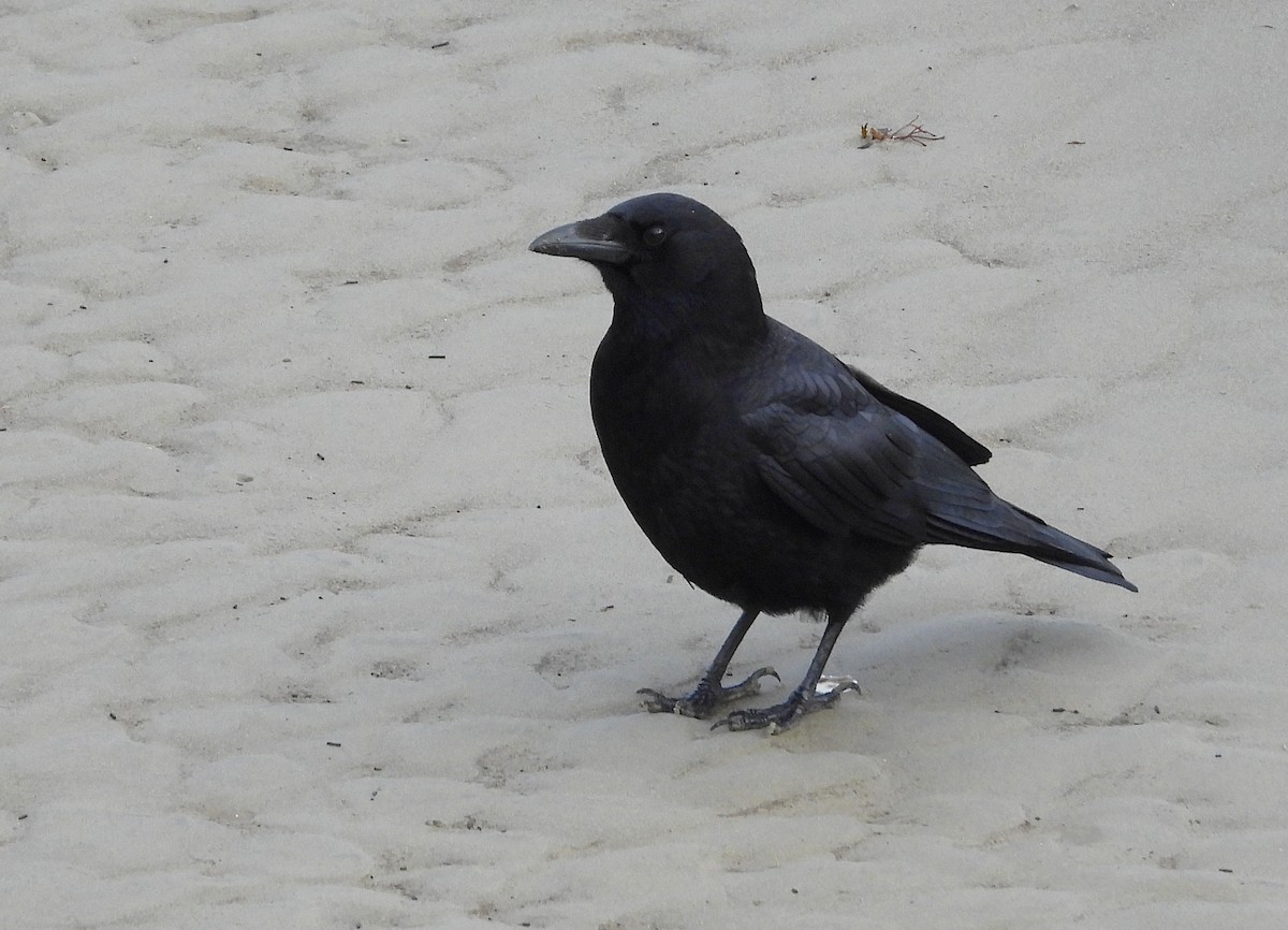 Carrion Crow - ML647596729