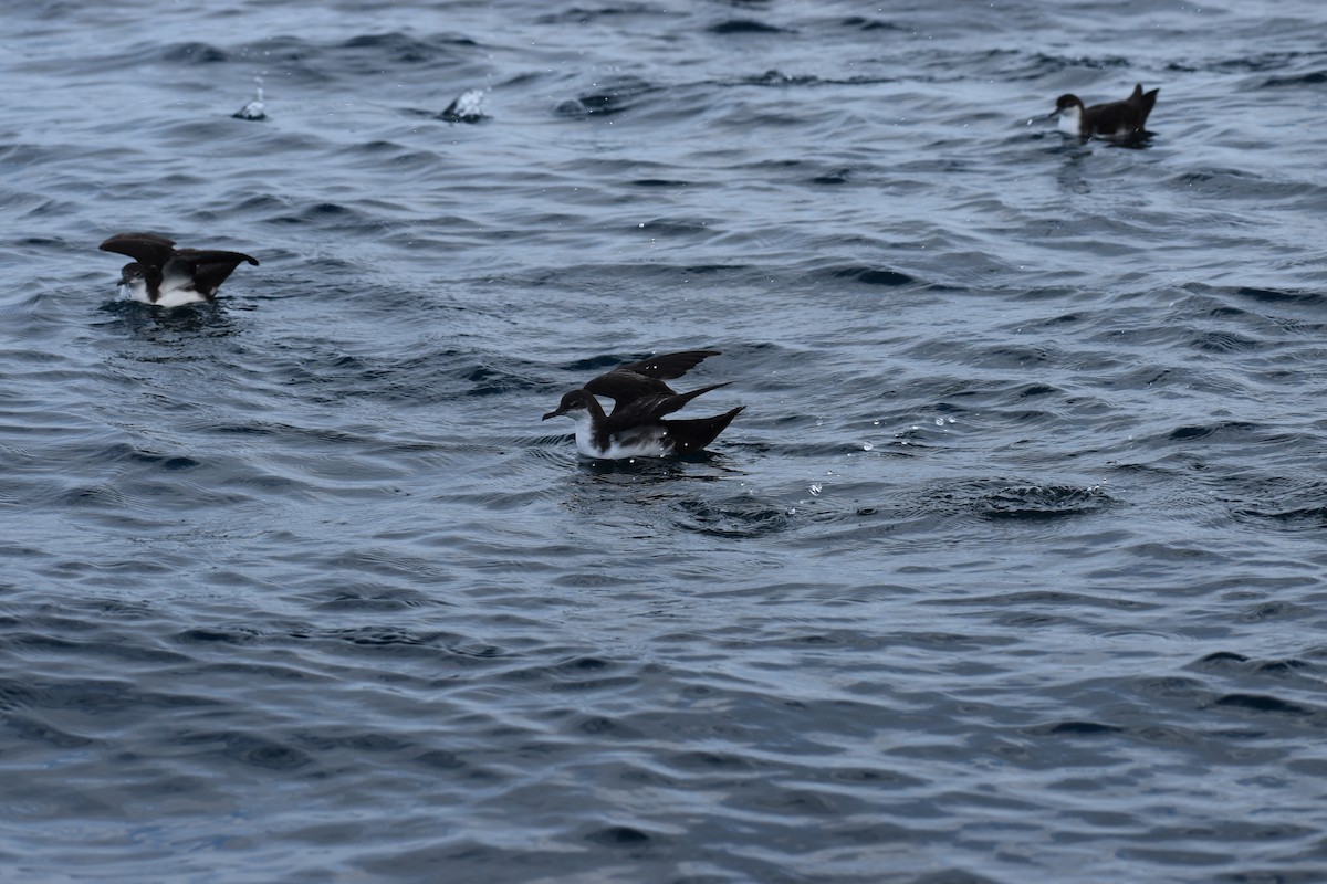 Galapagos Shearwater - ML647596730