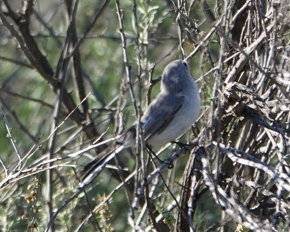 Blue-gray Gnatcatcher - ML647596731