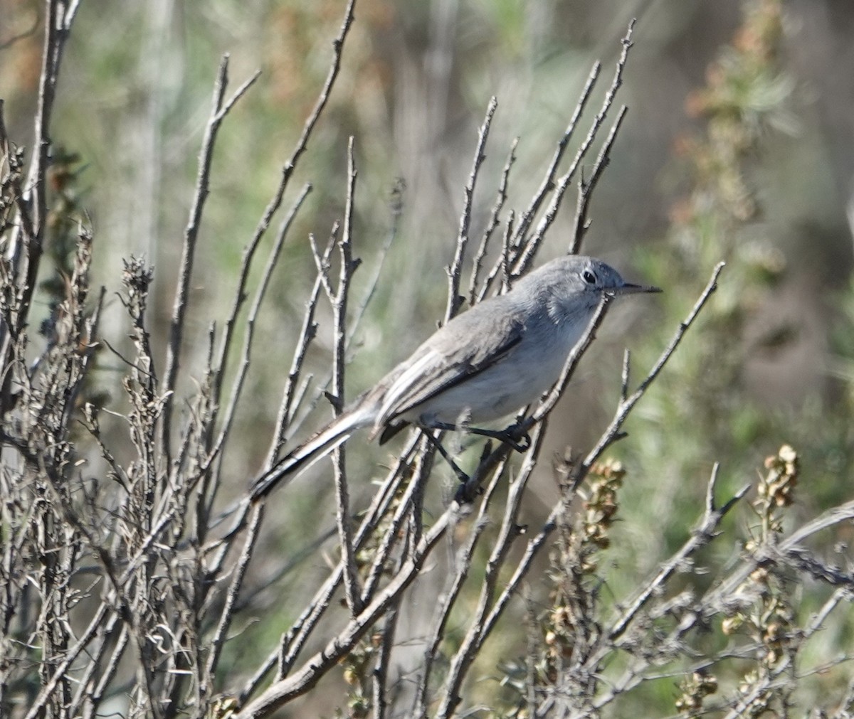 Blue-gray Gnatcatcher - ML647596732