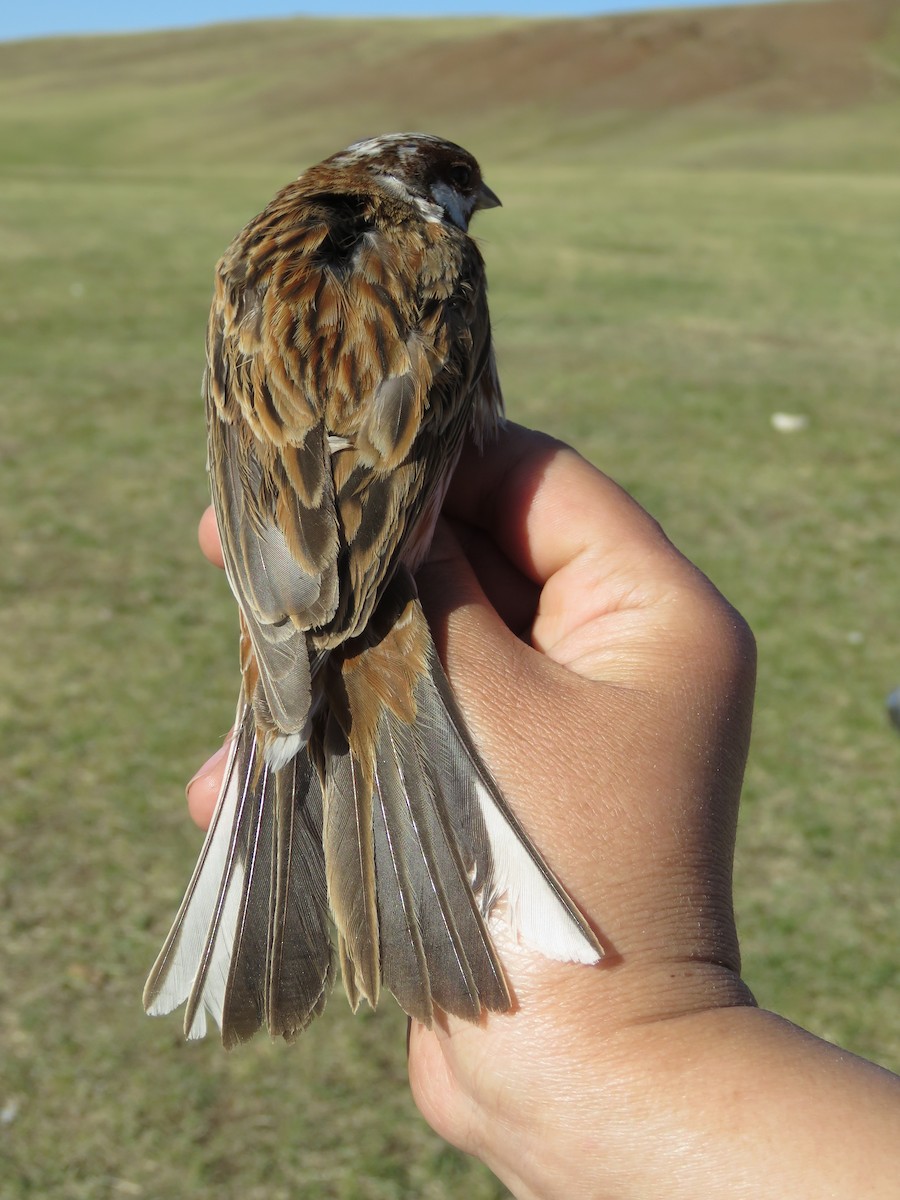 Pine Bunting - ML647596734