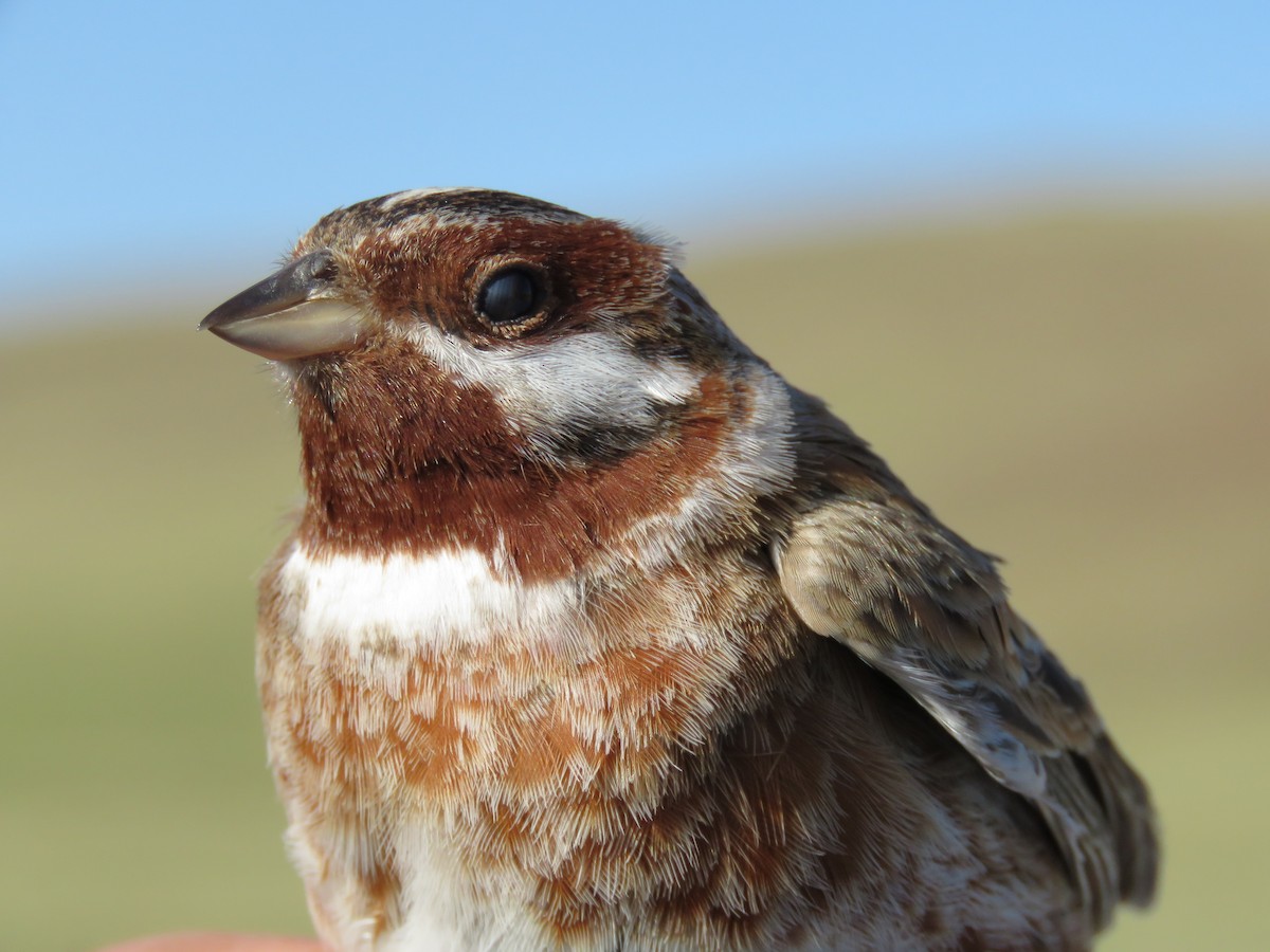 白頭鵐 - ML647596735