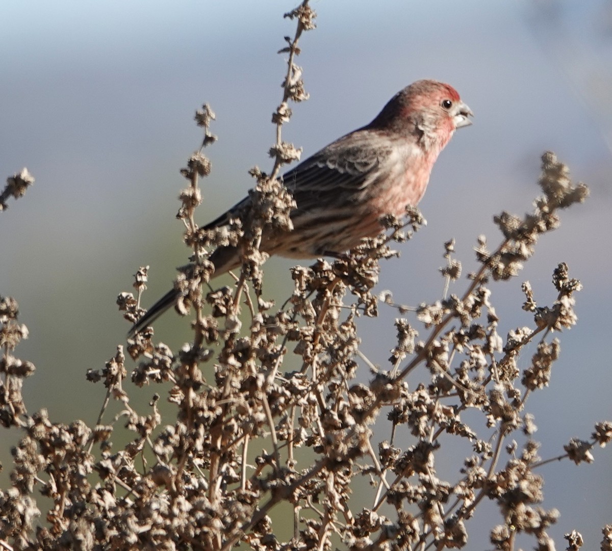 House Finch - ML647596737