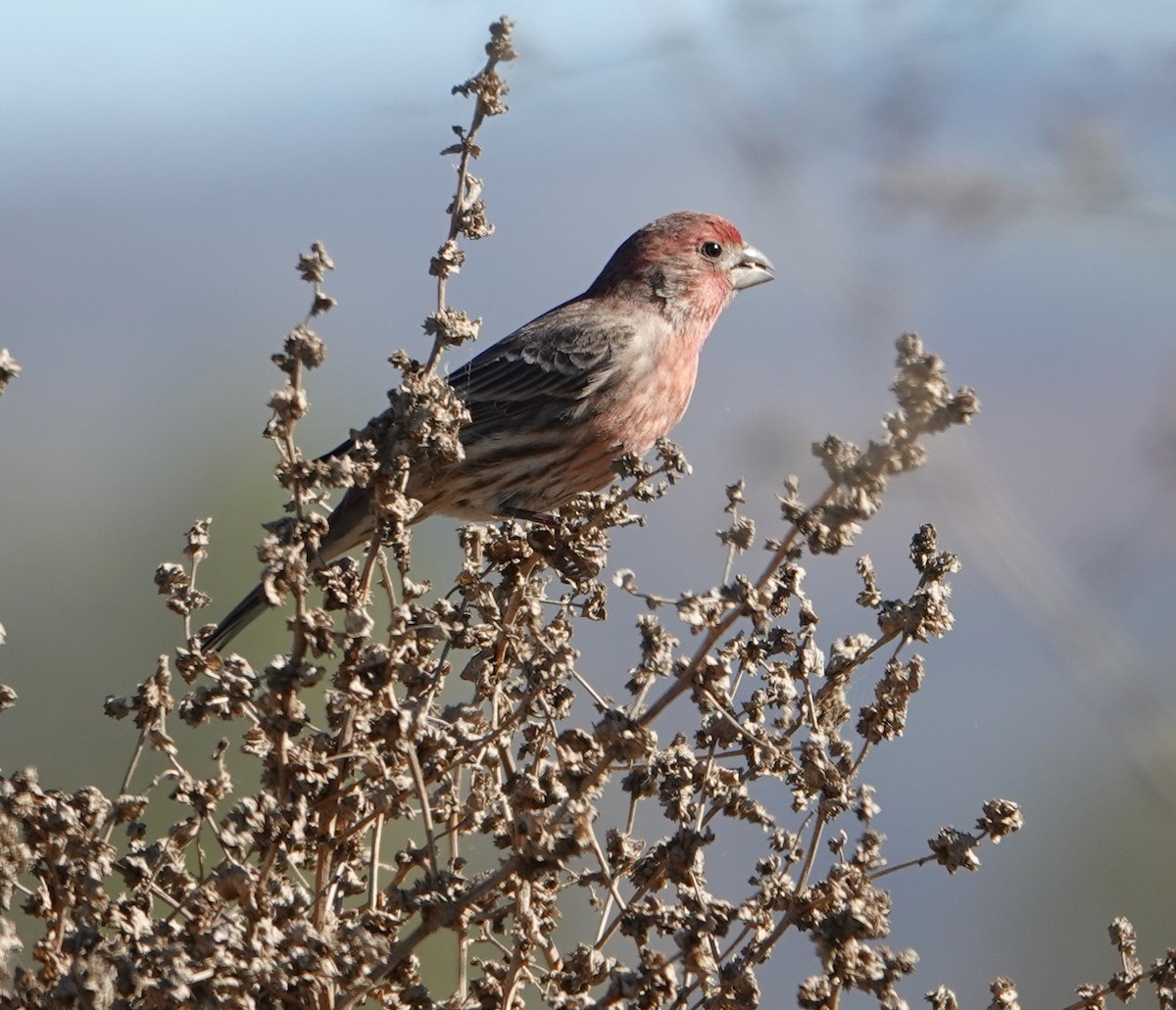 House Finch - ML647596738