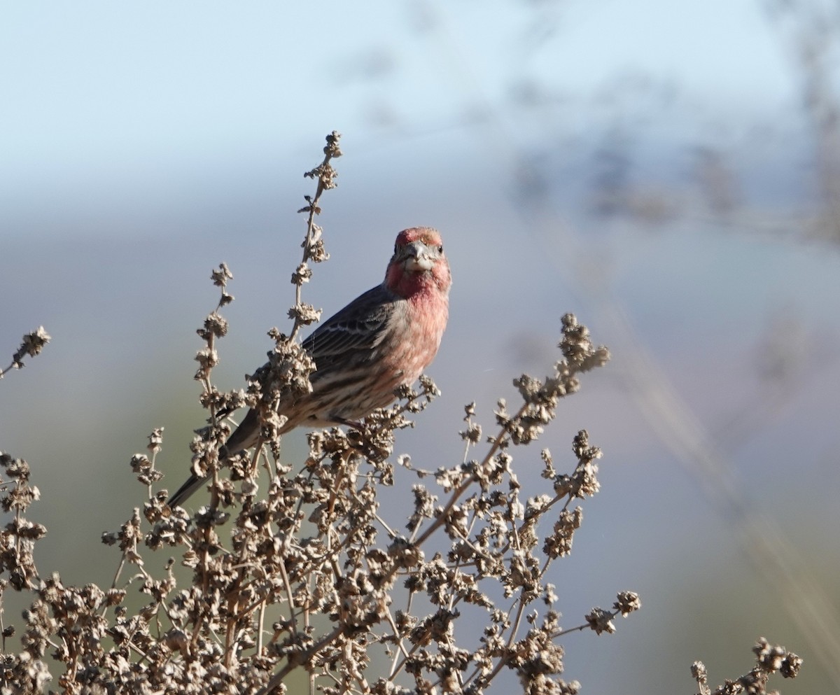 House Finch - ML647596739