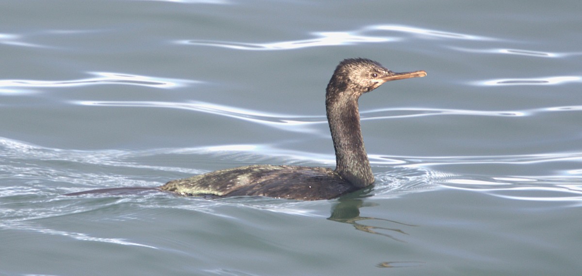 Pelagic Cormorant - ML647596745