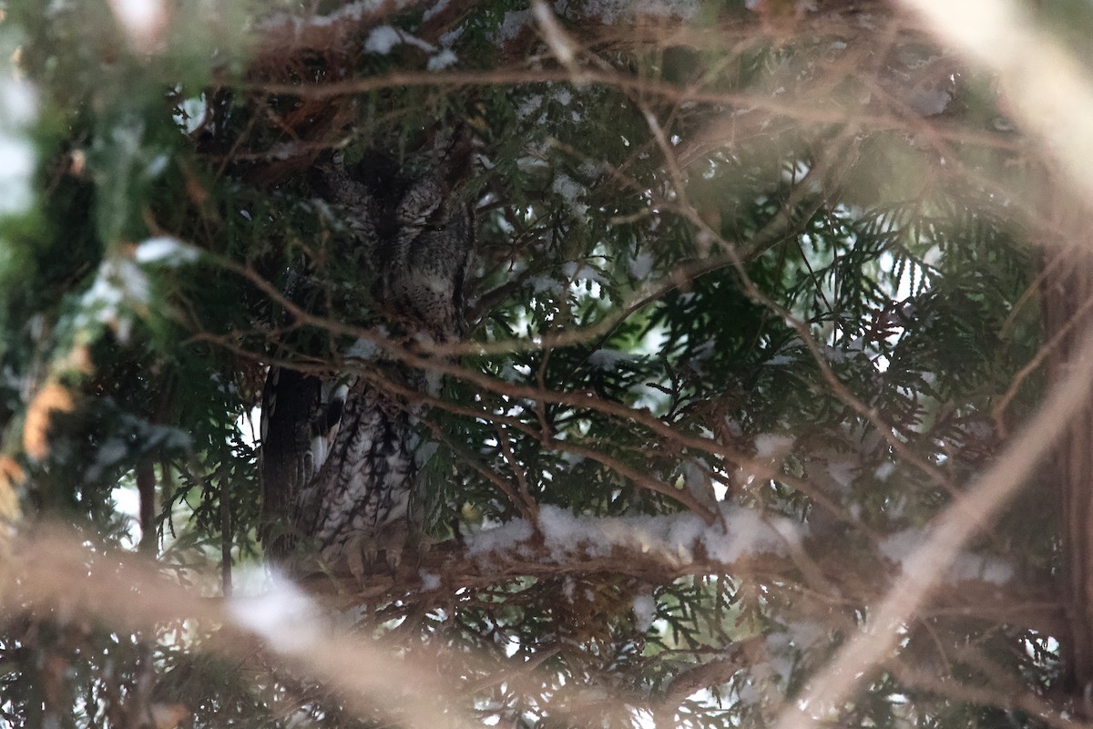 Doğulu Puhucuk - ML647596754