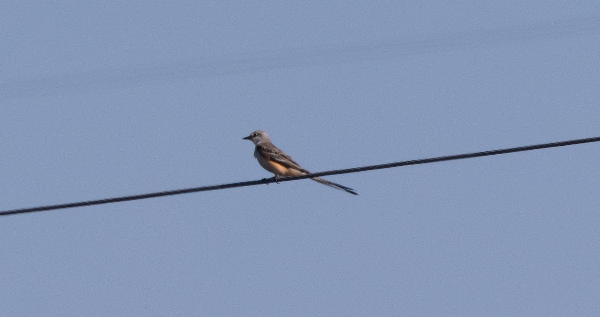 Çatal Kuyruklu Tiran - ML647596755