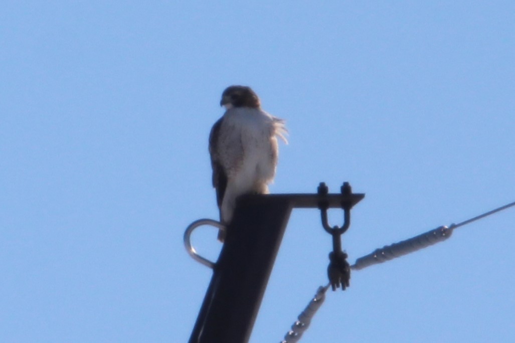 Kızıl Kuyruklu Şahin - ML647596756