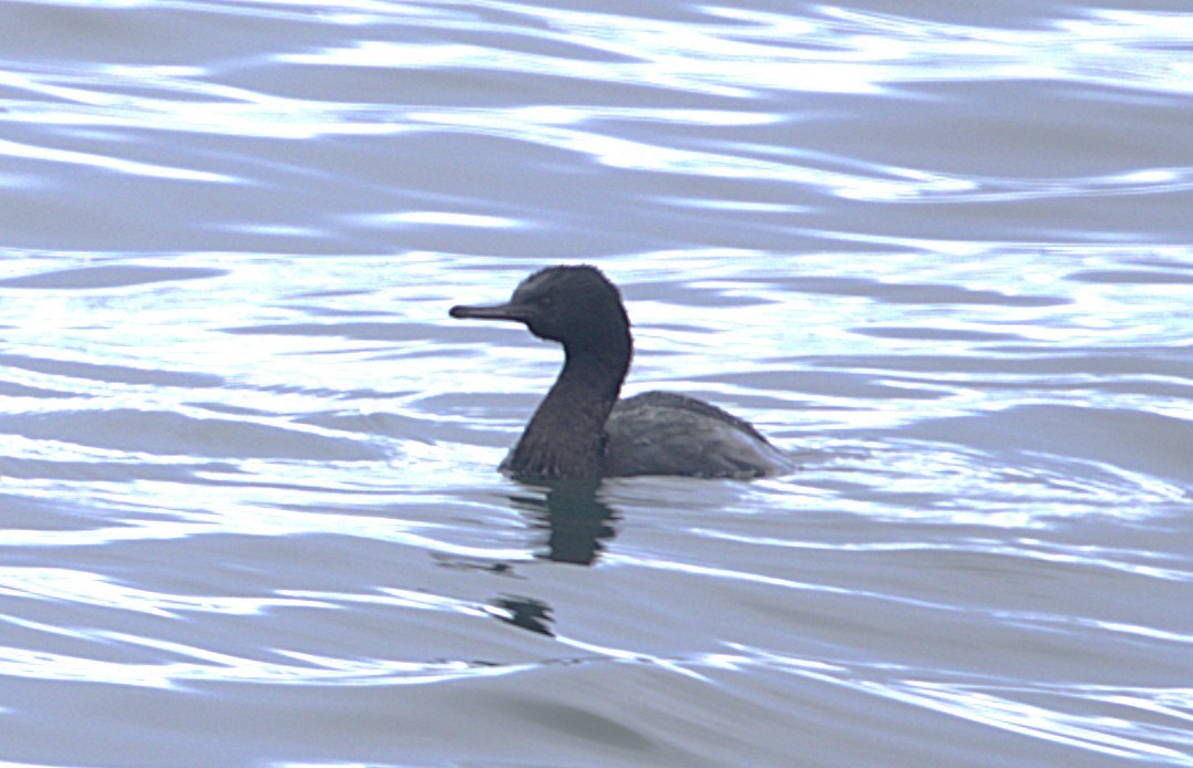 Pelajik Karabatak - ML647596757