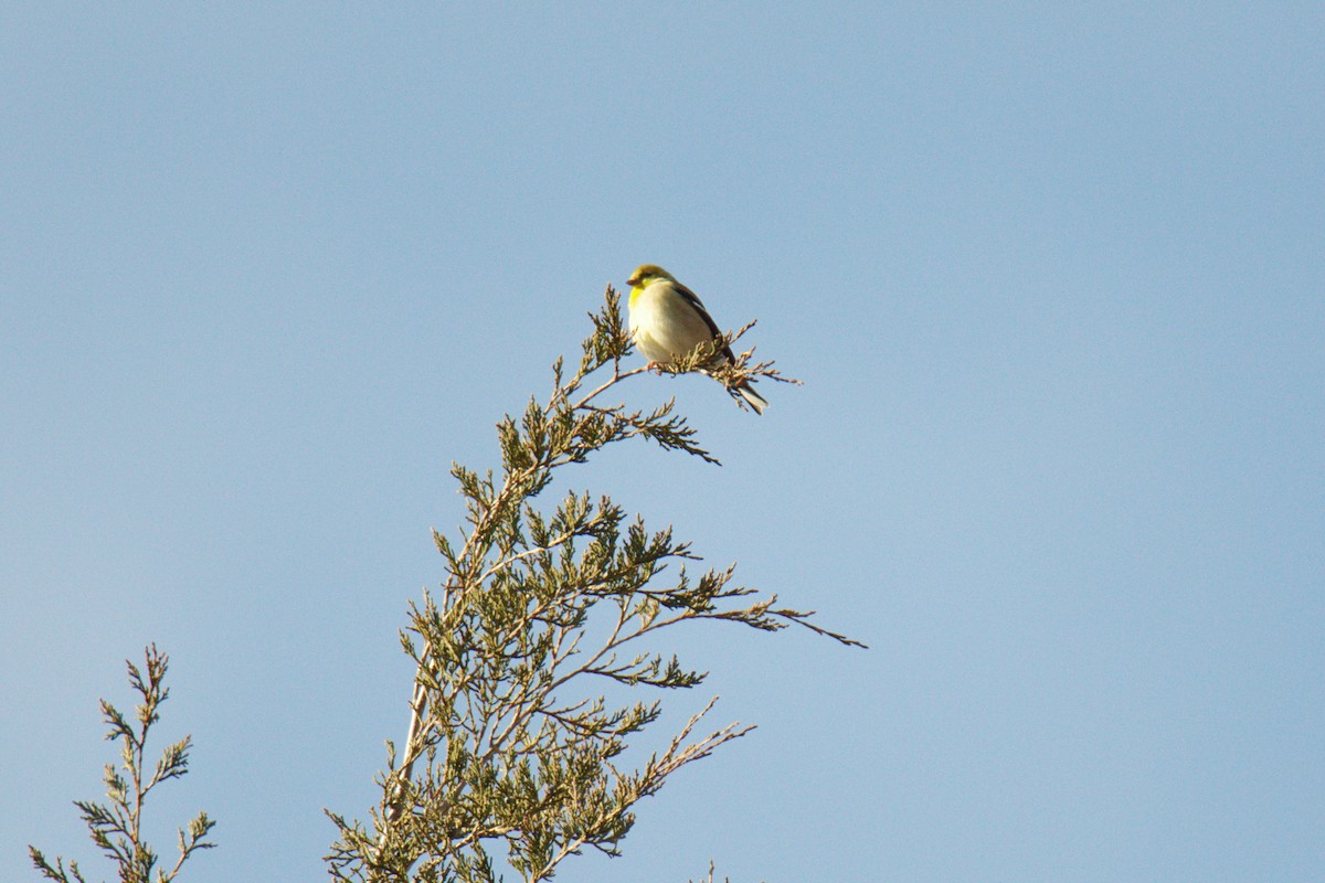 Altın İskete - ML647596760