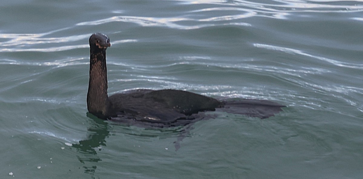 Pelajik Karabatak - ML647596764