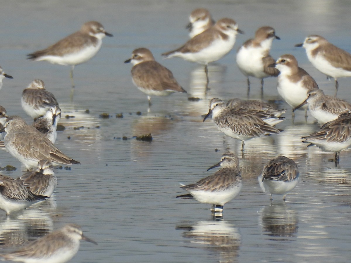 Sürmeli Kumkuşu - ML647596765