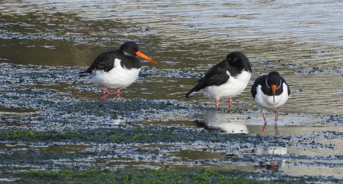 Poyrazkuşu - ML647596766