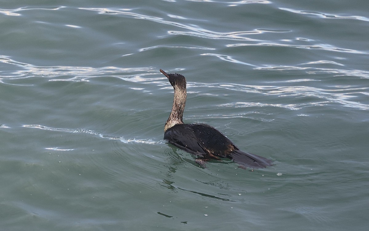 Pelajik Karabatak - ML647596768