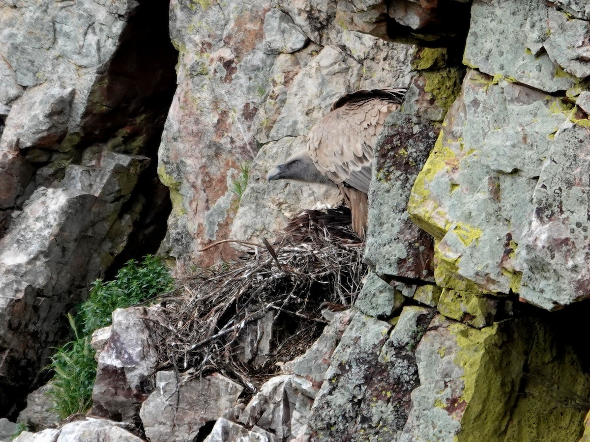 Kızıl Akbaba - ML647596770