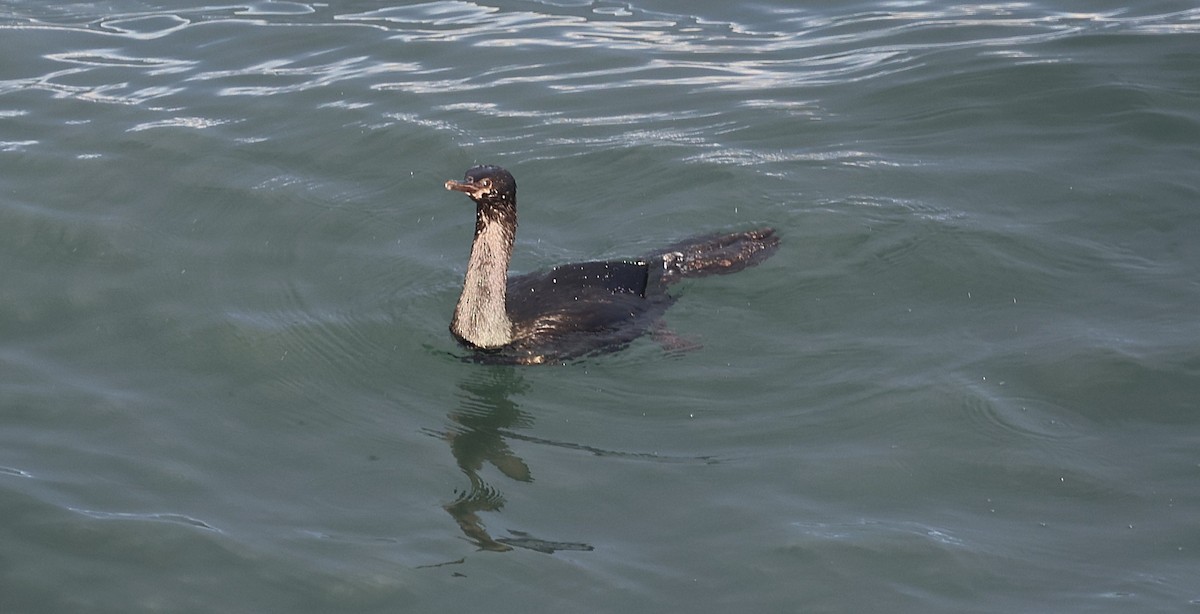 Pelajik Karabatak - ML647596771