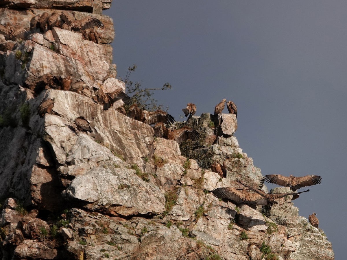 Kızıl Akbaba - ML647596772