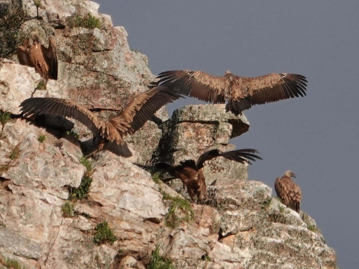 Kızıl Akbaba - ML647596773