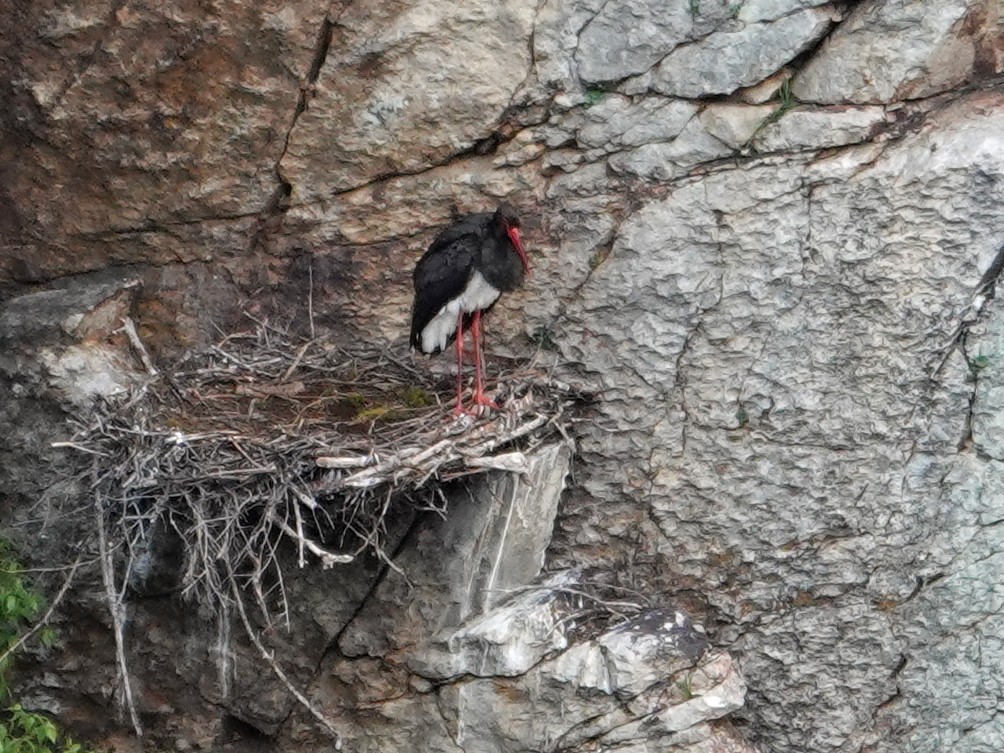 Kara Leylek - ML647596775