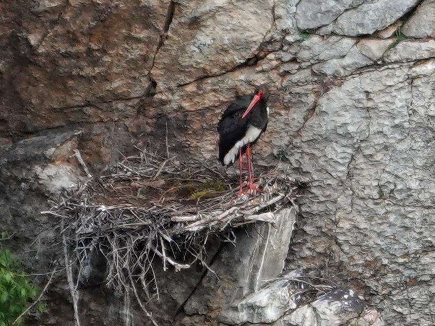 Kara Leylek - ML647596777