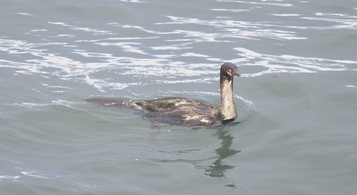 Pelajik Karabatak - ML647596778