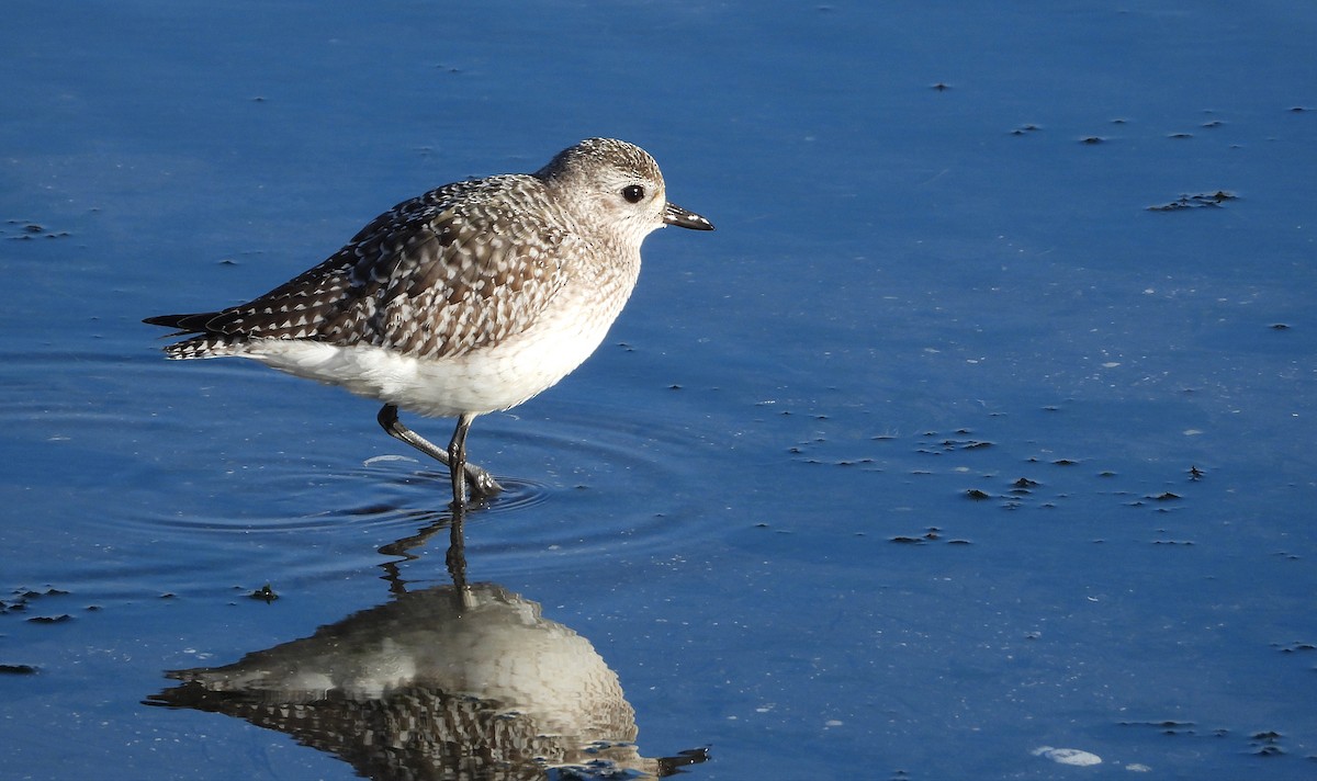 Gümüş Yağmurcun - ML647596779