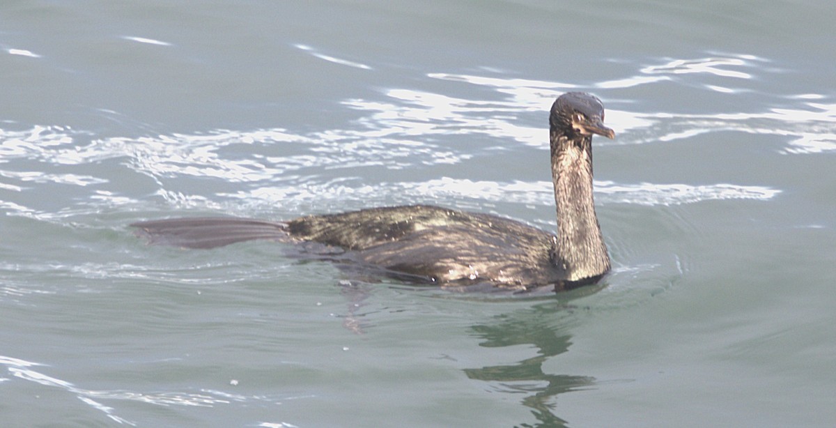 Pelajik Karabatak - ML647596780