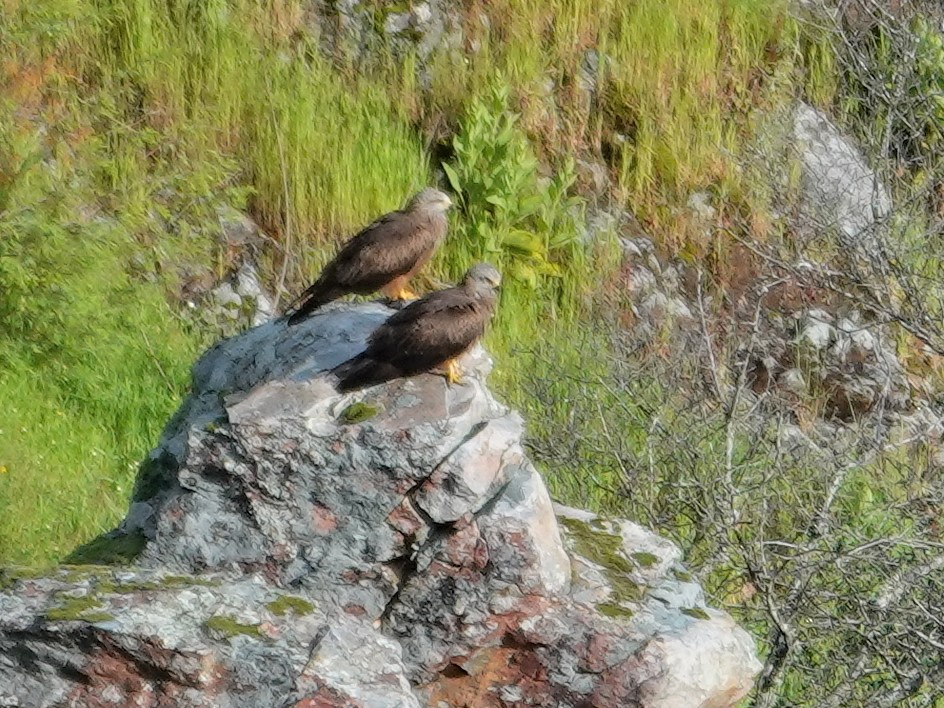 Kara Çaylak - ML647596781