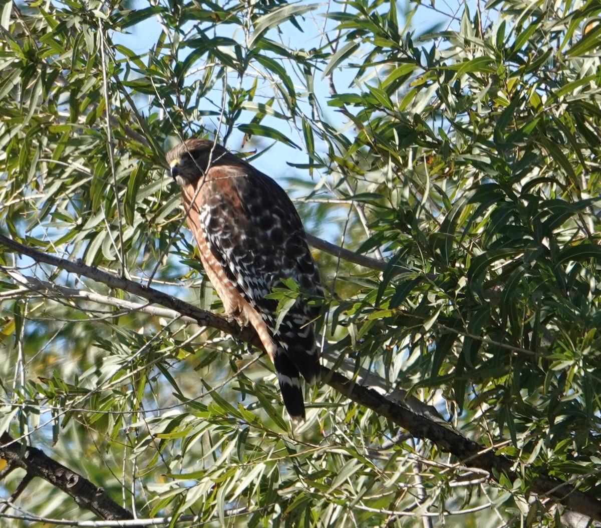 Kızıl Omuzlu Şahin - ML647596782